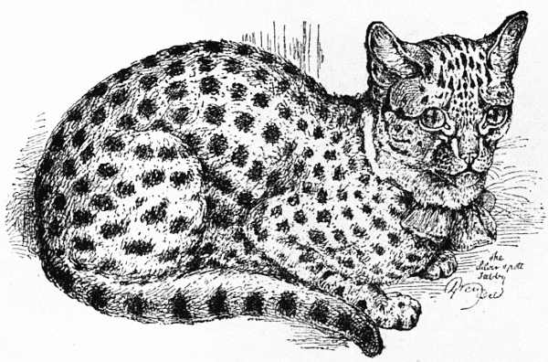 Harrison Weir 1889年著作中巴布先生获奖短毛斑点银虎斑猫的历史图版