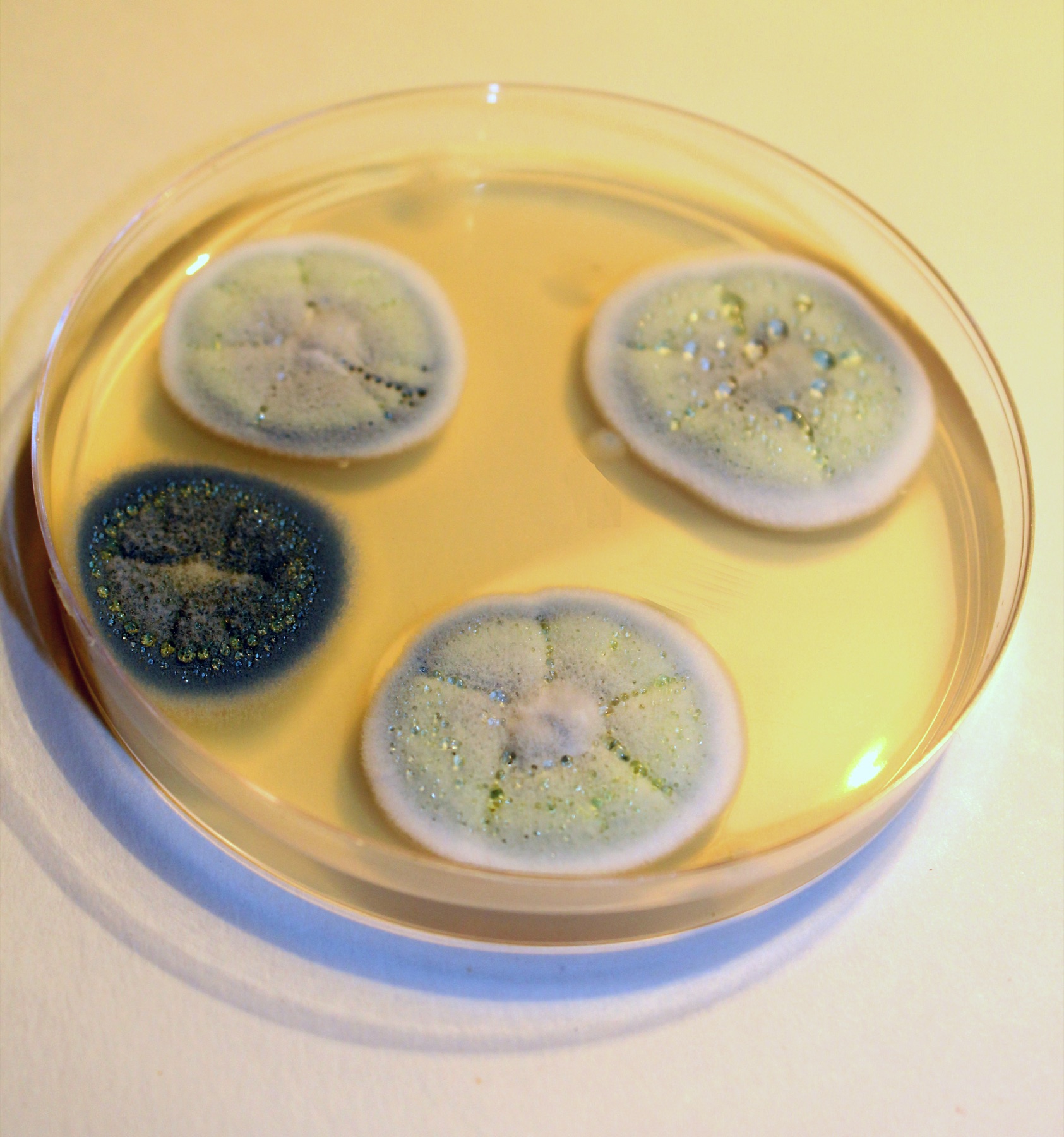 培养皿中生长的Penicillium commune和Penicillium chrysogenum真实菌落照片