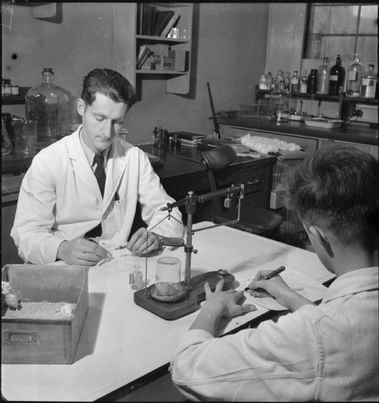 1943年研究人员在青霉素研究中给小鼠注射的真实历史照片
