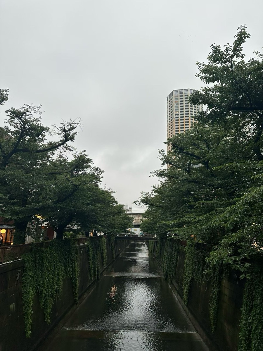 雨后的东京河道，两岸树影垂向水面